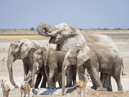 Afrika, Namibia, Etosha-Nationalpark, Elefanten am Wasserloch, Loxodonta africana - RJF00784