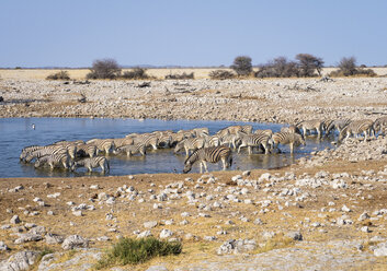 Afrika, Namibia, Etosha-Nationalpark, Steppenzebras am Wasserloch, Equus quagga - RJF00788