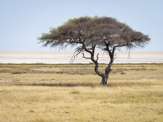 Afrika, Namibia, Etosha-Nationalpark, Einsamer Baum - RJF00789