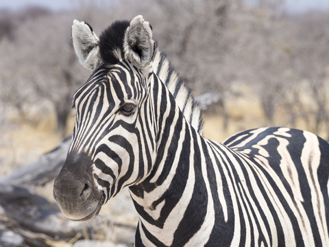 Afrika, Namibia, Etosha-Nationalpark, Porträt eines einfachen Zebras, Equus quagga, lizenzfreies Stockfoto