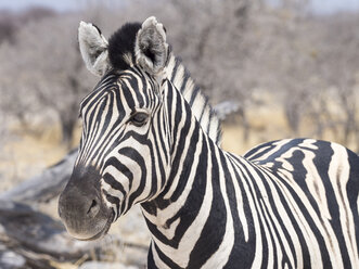 Afrika, Namibia, Etosha-Nationalpark, Porträt eines einfachen Zebras, Equus quagga - RJF00790