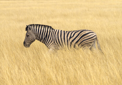 Afrika, Namibia, Etosha-Nationalpark, Steppenzebra im hohen Gras, Equus quagga - RJF00792