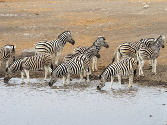 Afrika, Namibia, Etosha-Nationalpark, Steppenzebras am Wasserloch, Equus quagga - RJF00793