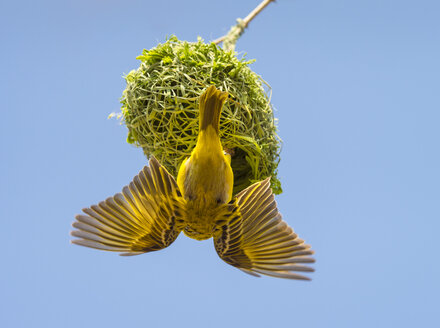 Afrika, Namibia, Webervogel auf Nest, Ploceidae - RJF00796
