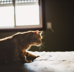 Ginger cat playing on bed - RAEF01989