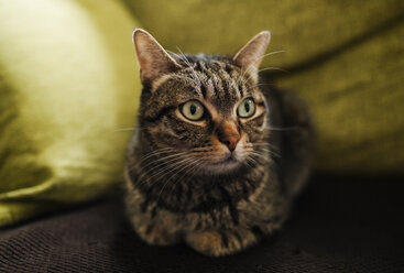 Porträt einer getigerten Katze auf der Couch liegend - RAEF01990