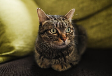 Portrait of tabby cat lying on the couch - RAEF01990