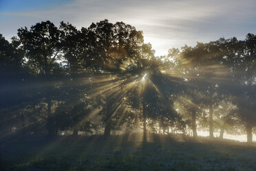 Sunbeams shining through forest - FOLF06778