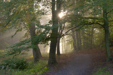 Wanderweg durch den Wald im Naturschutzgebiet Kappsta - FOLF06779