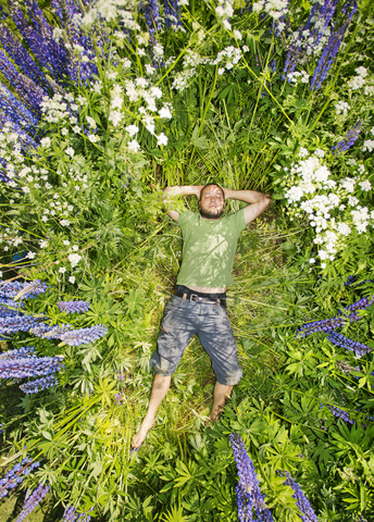 Mann in Lupinenblüten liegend im Sommer, lizenzfreies Stockfoto