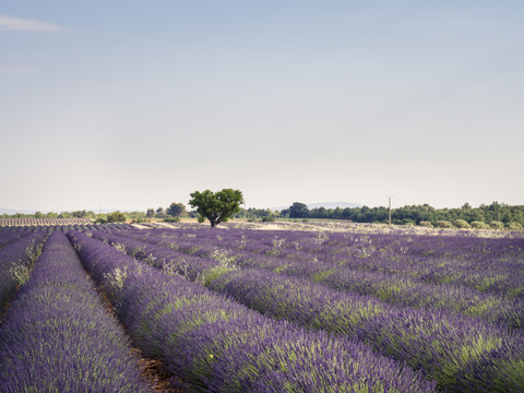 Frankreich, Provence, Lavendelfeld, lizenzfreies Stockfoto