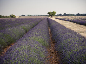 Frankreich, Provence, Lavendelfeld - SBDF03526