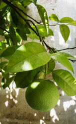 Close-up of lime on branch - FOLF07153