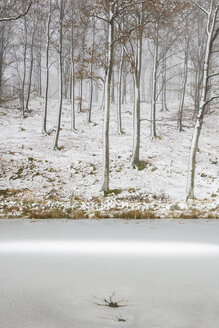 Kahle Buchen im Winterwald am zugefrorenen See - FOLF07159