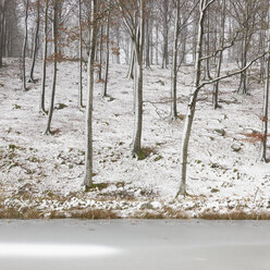 Kahle Buchen im Winterwald am zugefrorenen See - FOLF07160