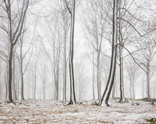 Bare beech trees in winter forest - FOLF07161