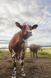 Cows grazing in field - FOLF07312