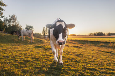 Cows grazing in field at sunset - FOLF07314