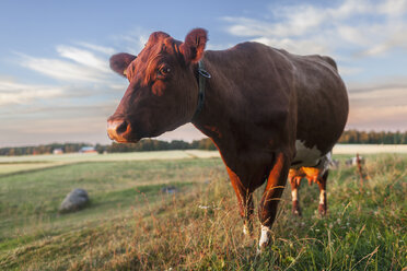 Cattle grazing in field - FOLF07316