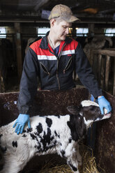 Landwirt hält junge Kuh im Stall - FOLF07317