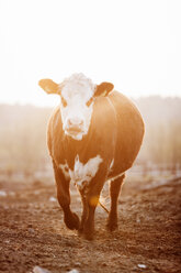 Calf walking at sunrise - FOLF07347