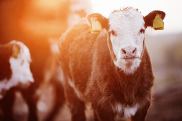 Kalb mit Anhänger bei Sonnenaufgang - FOLF07349