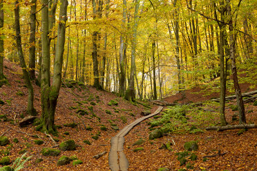 Hölzerne Überführung durch den Nationalpark im Herbst - FOLF07376