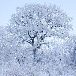 Gefrorener Baum gegen Himmel - FOLF07377