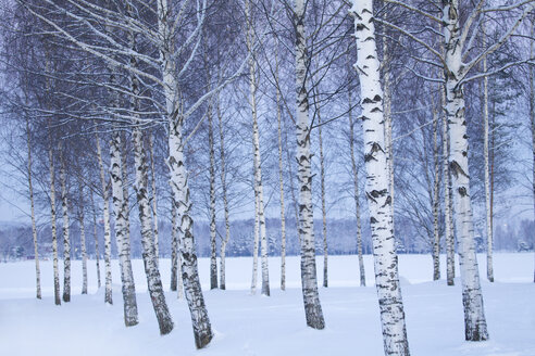 Kahle Bäume in der Winterlandschaft - FOLF07378