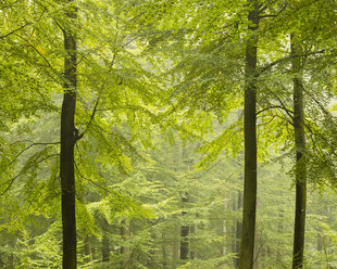 Buche im Wald - FOLF07381