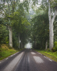Empty road in forest - FOLF07382