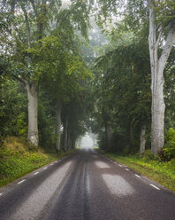 Leere Straße im Wald - FOLF07382