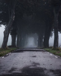 Empty road in fog - FOLF07384