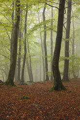 Autumn forest in fog - FOLF07417