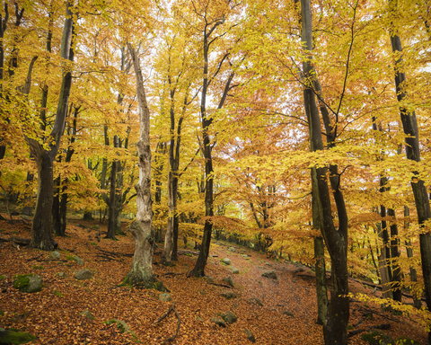 Herbstwald mit gelben Blättern, lizenzfreies Stockfoto