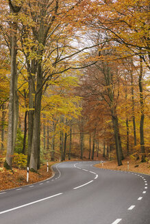 Straße im Wald - FOLF07423