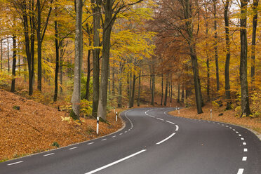 Straße im Wald - FOLF07424