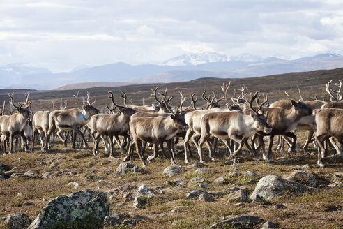 Herd of reindeer walking in wild - FOLF07444