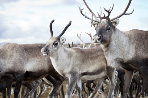 Nahaufnahme eines Rentiers in freier Wildbahn, lizenzfreies Stockfoto