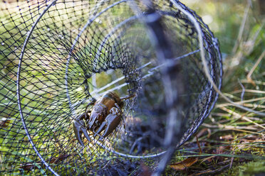 Flusskrebs im Fischernetz auf Gras gefangen - FOLF07456