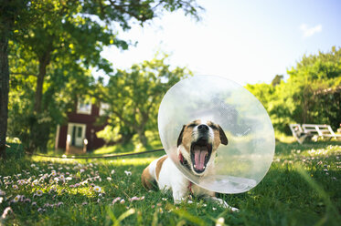 Terrierhund liegt im Garten und gähnt - FOLF07619