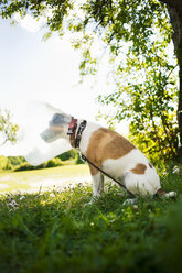 Terrierhund mit Schutzkragen im Garten - FOLF07620