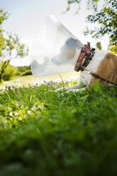 Terrierhund im Garten liegend und mit Schutzkragen - FOLF07621