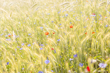 Gerste, Mohnblumen und Kornblumen - FOLF07834