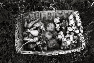Root vegetables in basket - FOLF07872