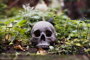 Human skull in backyard - CAVF33484