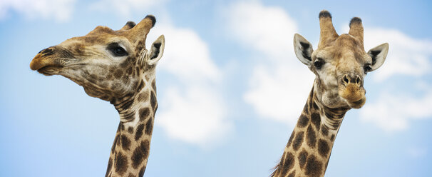 Zwei zusammenstehende Giraffen - CAVF33519