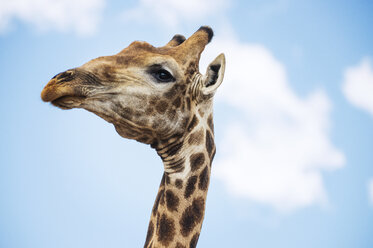 Giraffe mit bewölktem Himmel im Hintergrund - CAVF33520