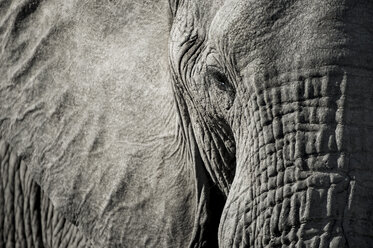 Close up of elephant head - CAVF33521