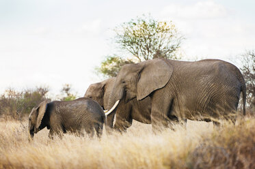 Elefantenfamilie in der Savanne - CAVF33522